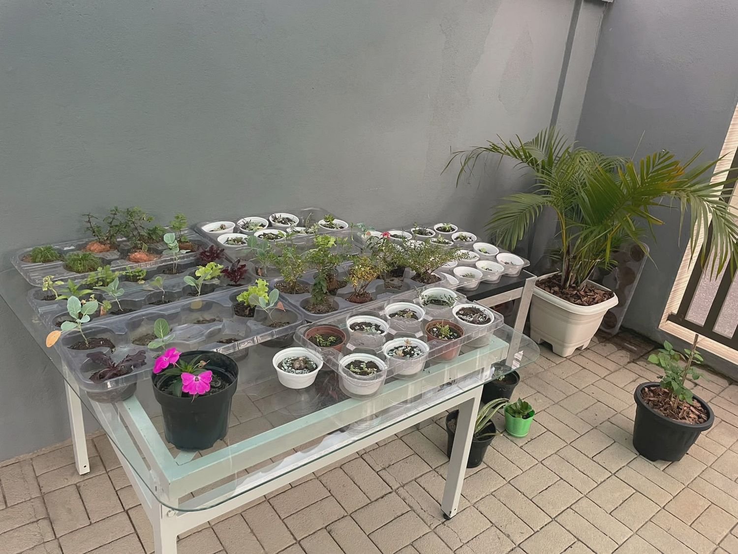 Oficina de jardinagem com mudas